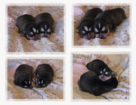 Alaskan Klee Kai Puppies