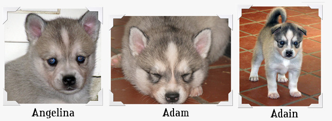 Alaskan klee Kai Puppies